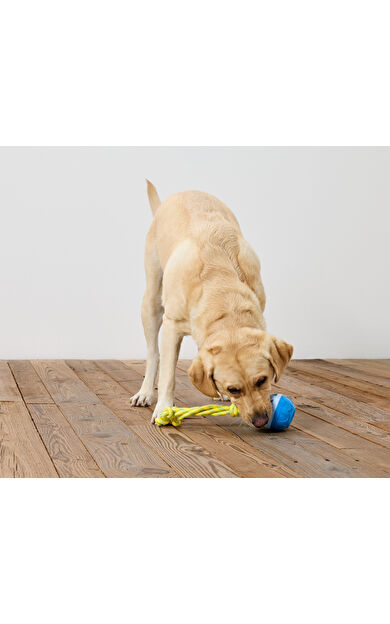 Köpek Fırlatma ve Su Oyuncağı