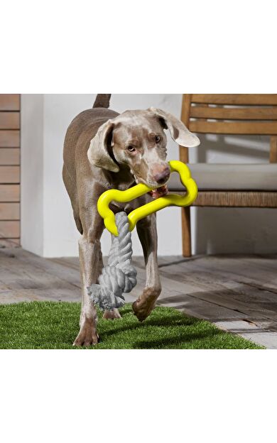 Köpek Oyuncağı, Sarı