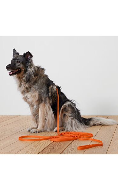 Köpek Tasması, Turuncu